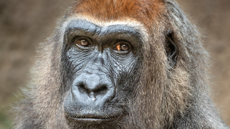 Evelyn, L.A. Zoo's Oldest Gorilla, is Euthanized at Age 46