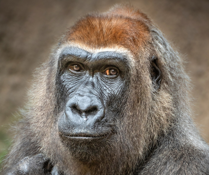 Evelyn, LA Zoo's Oldest Gorilla, is Euthanized at Age 46