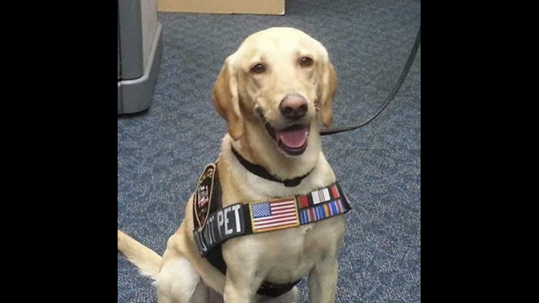 Yellow lab named Staff Sergeant Summer named 'Military Dog of the Year'