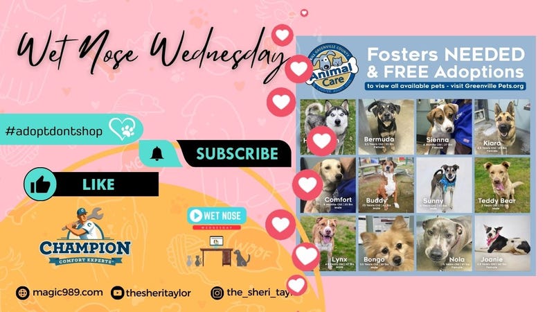 Free Adoptions Continue & Fosters Needed