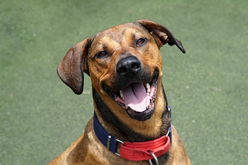 Cora