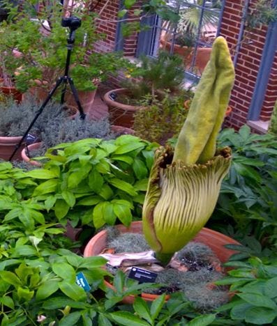 Missouri Botanical Garden