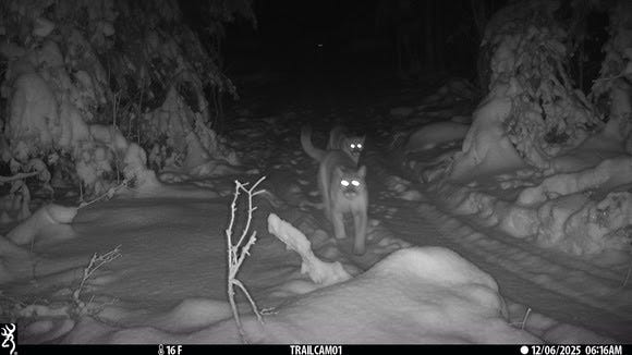 Trail camera photo of adult and 2 juvenile cougars