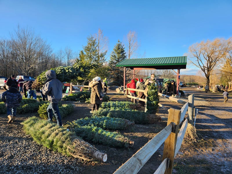 Country Pine Farms in Holland, New York
