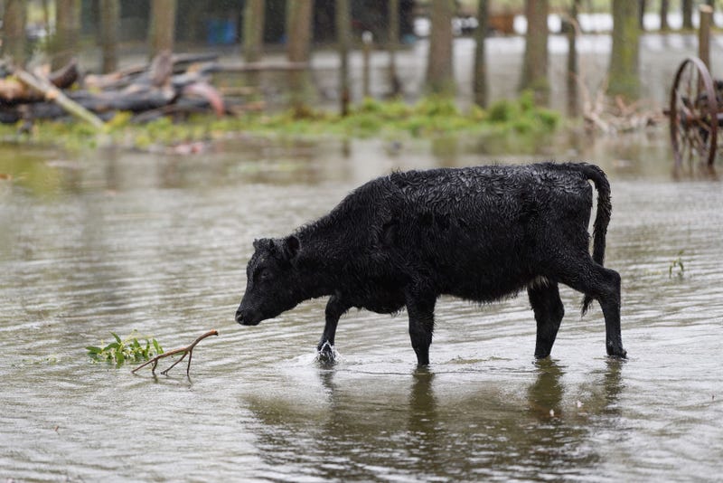 KAIAPOI, NEW ZEALAND - MAY 31: A cow grazes in a flooded paddock on May 31, 2021 in Kaiapoi, New Zealand. Heavy rain across the Canterbury region has caused rivers to surge, with a state of emergency declared across the region with thousands of homes at risk of flooding.
