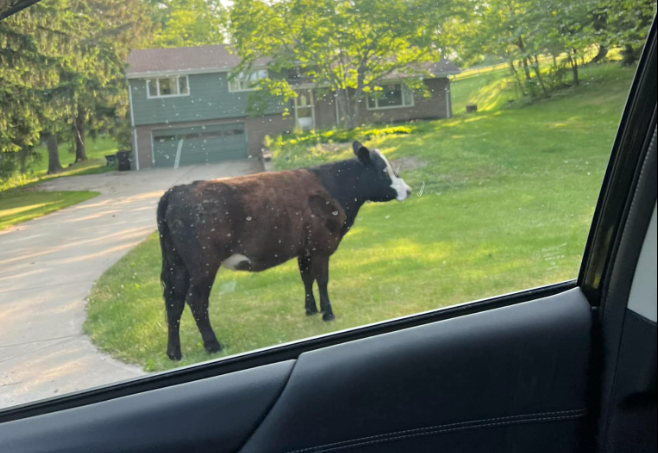 Cow in Murrysville
