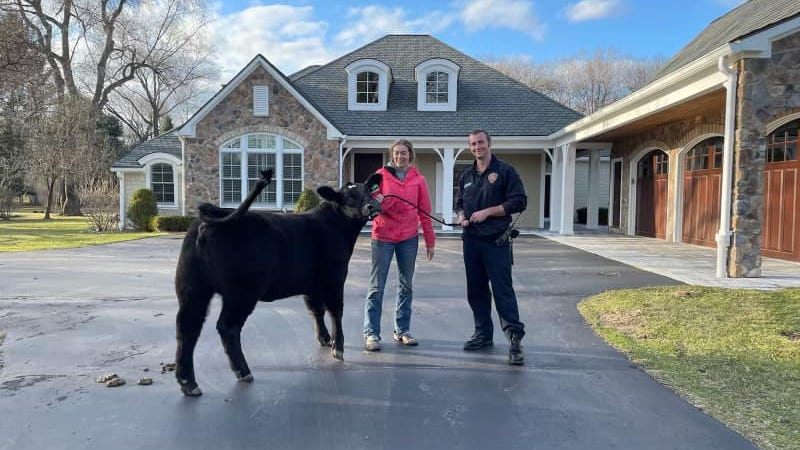 'Utterly ridiculous!' Bloomfield Twp. firefighters help wrangle cow that jumped fence, strolled through neighborhood