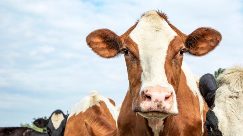 Cow spotted at McDonalds drive-thru sitting in backseat of car