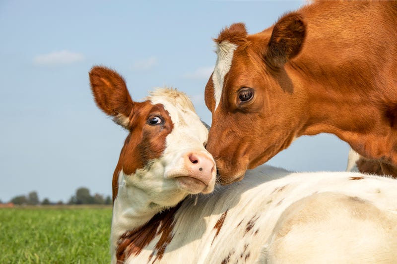 cow and calf