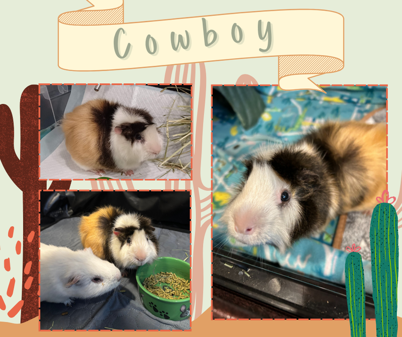 Cowboy
