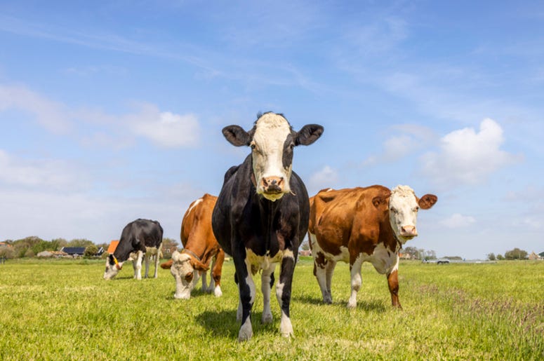 Cows