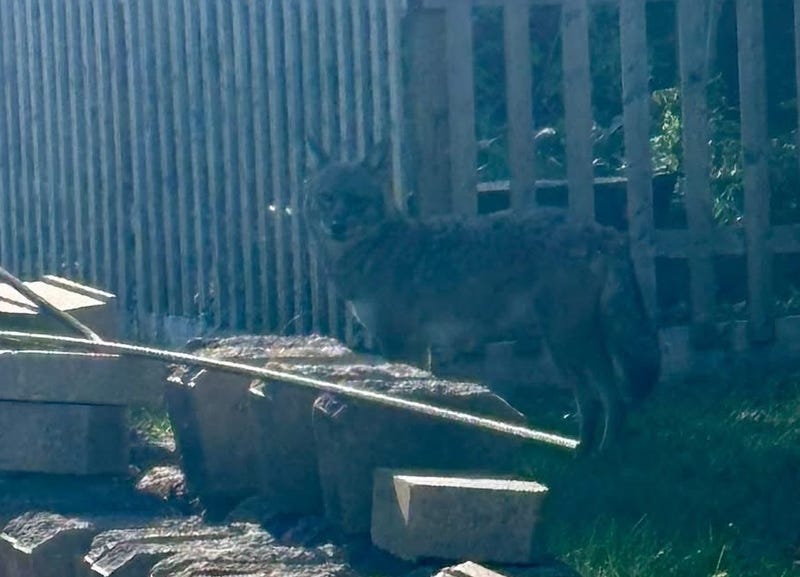 North Tonawanda coyote