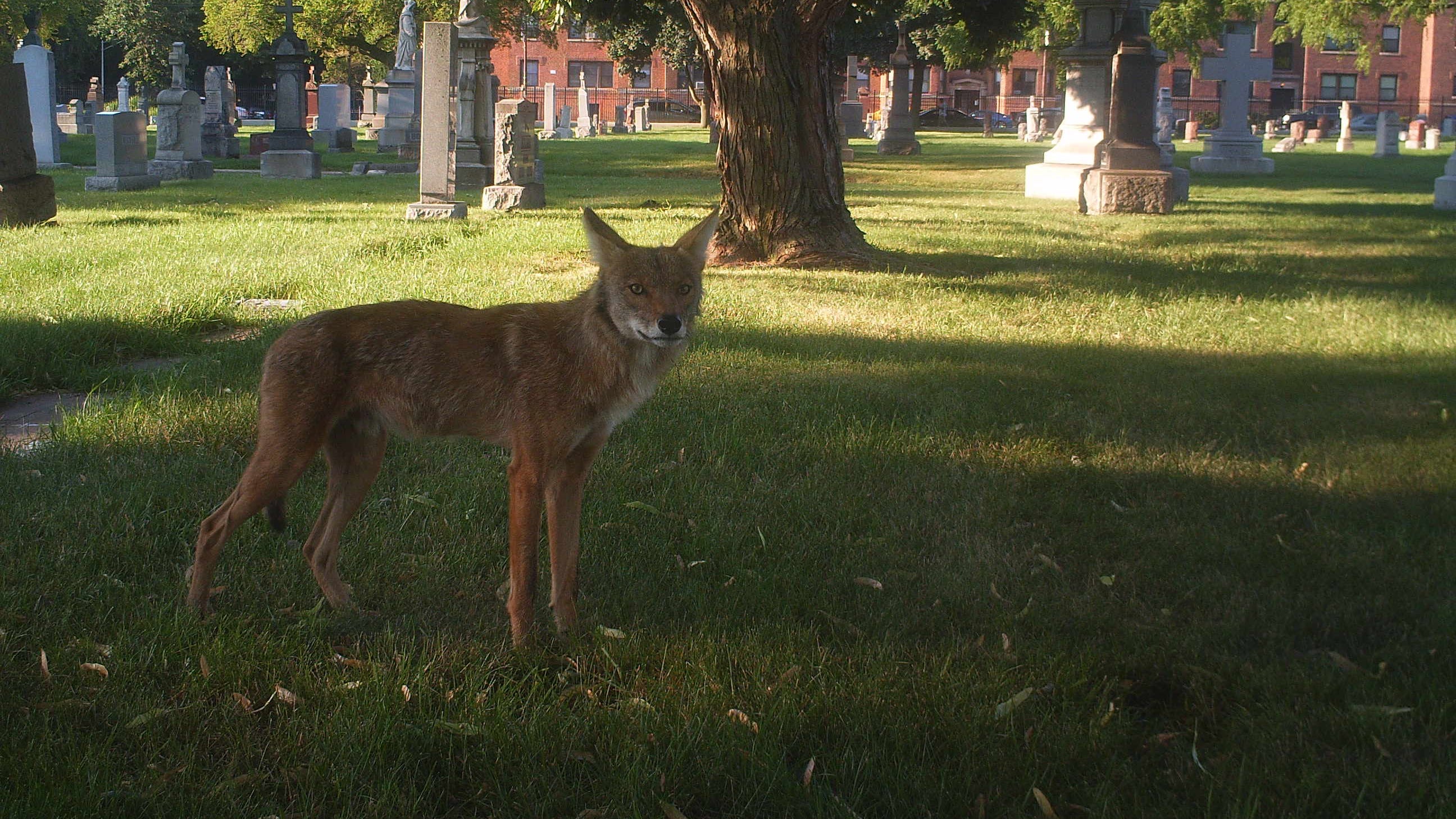 Lincoln Park Zoo, city work to help people and animals coexist