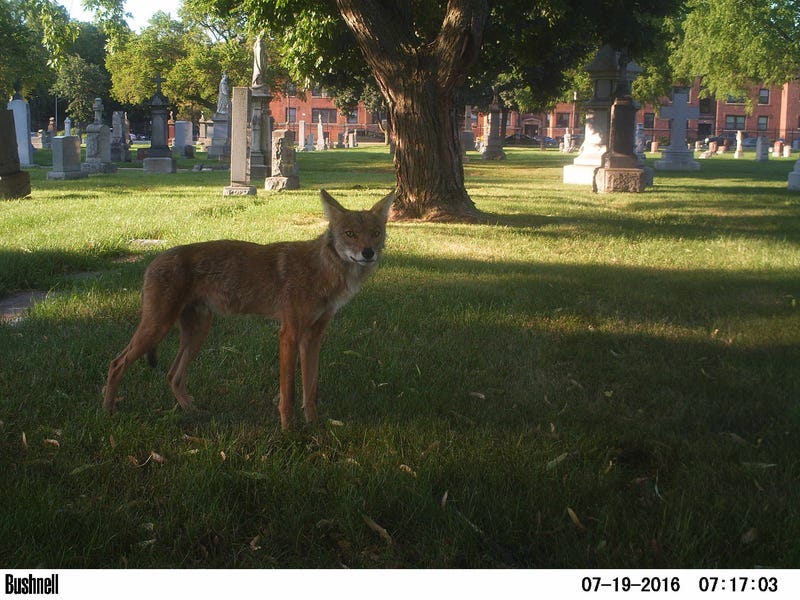 Developed by a leading research network of Lincoln Park Zoo’s Urban Wildlife Institute scientists, the new Chicago Wildlife Management & Coexistence Plan equips the public and city officials with approaches to more humanely cohabitate with, respond to, and facilitate a thriving urban ecosystem across the city.