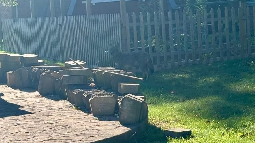 Mayor warns North Tonawanda residents about rise in coyote sightings