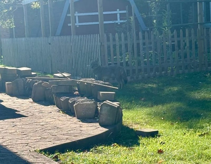 Increase in coyote sightings in North Tonawanda 