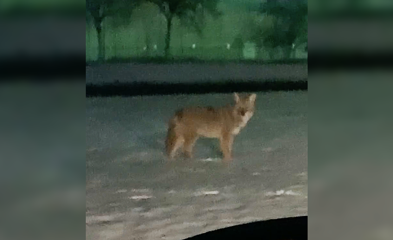 Coyote spotted in Southfield, Mich.