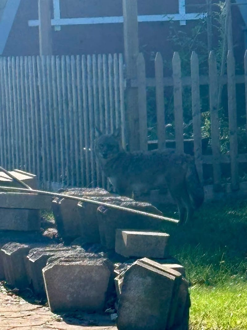Police warn residents about coyotes in North Tonawanda