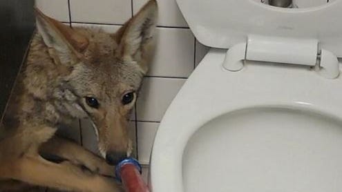 Coyote rescued from middle school bathroom in Jurupa Valley