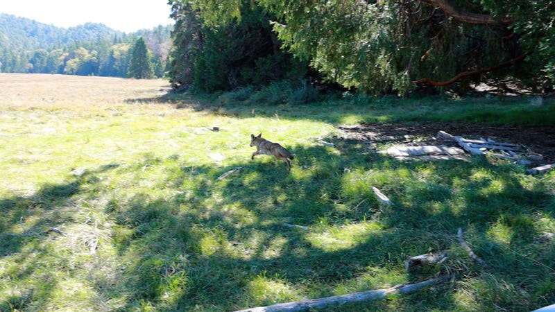 Coyote released