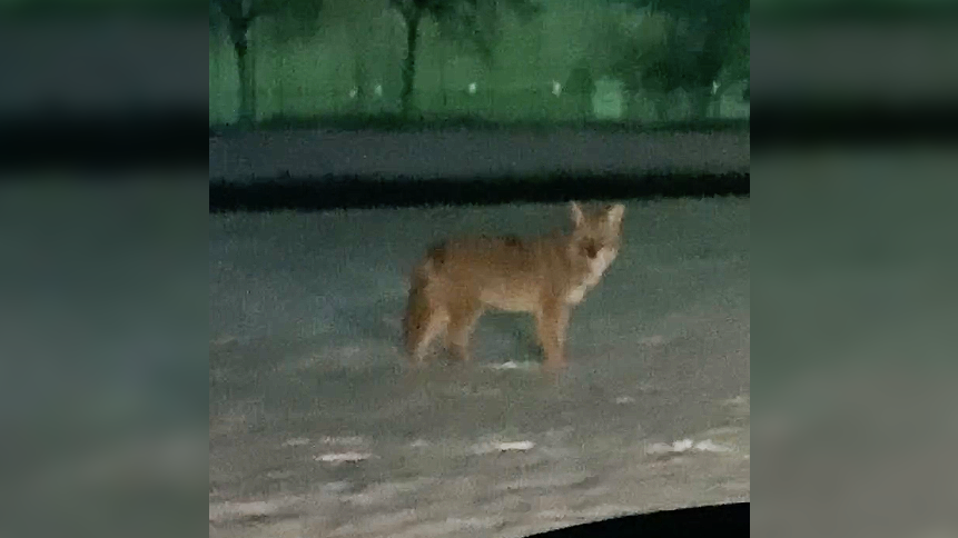 Large coyote spotted near former Northland Mall location in Southfield [VIDEO]