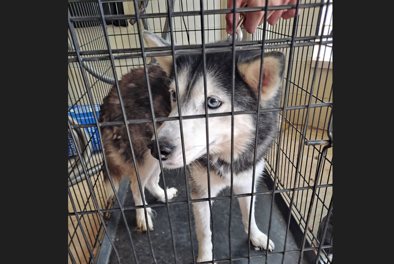 Husky found in Cranberry