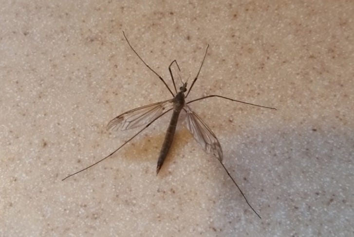 Crane Fly