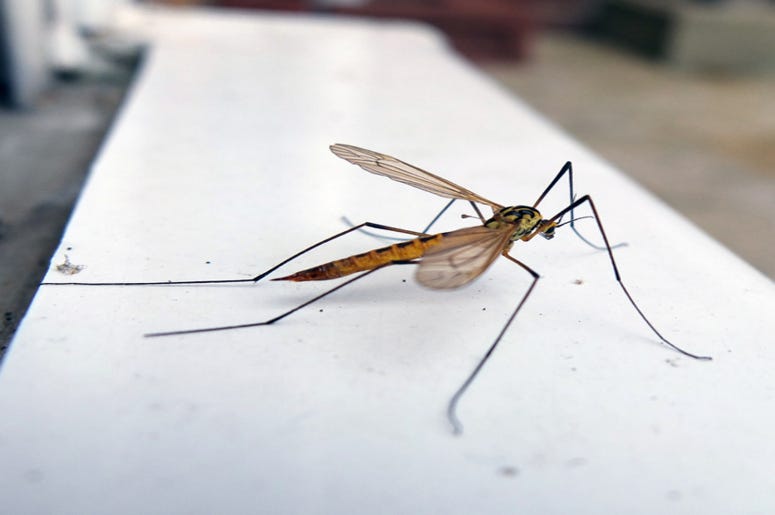 Crane_Fly