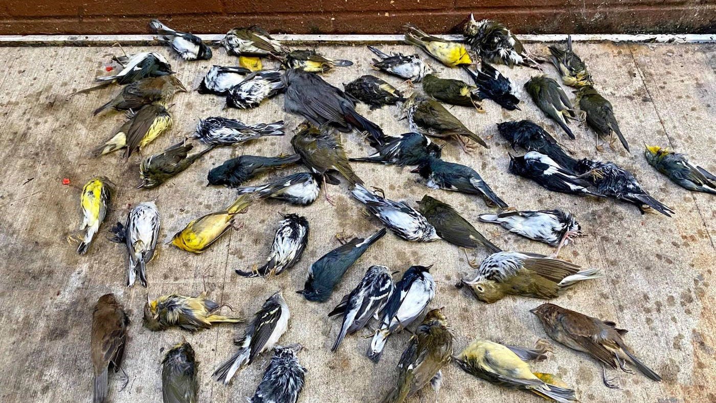 Lights out: Philly buildings go dark again to prevent migratory birds crashes