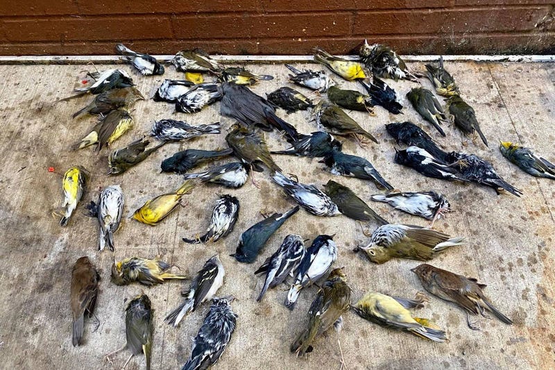 dead birds that crashed into bright city buildings 