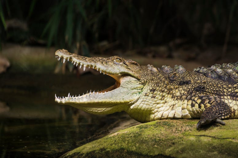 Crocodile