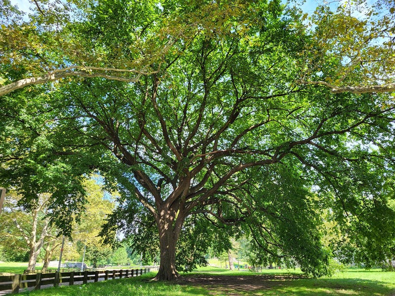 American Elm in Mapes Park, the Bronx