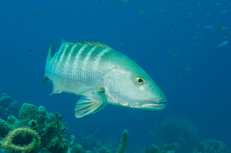 Cubera_Snapper