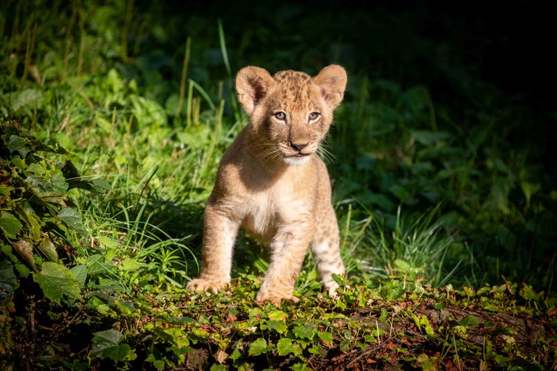 One of the cubs that made their first public appearance this morning