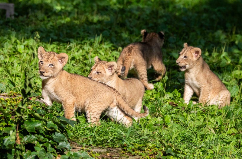 The four lion cubs together