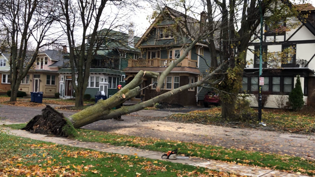 Crews cut down a tree that fell during a wind storm on Cumberland Avenue in Buffalo. November 16, 2020