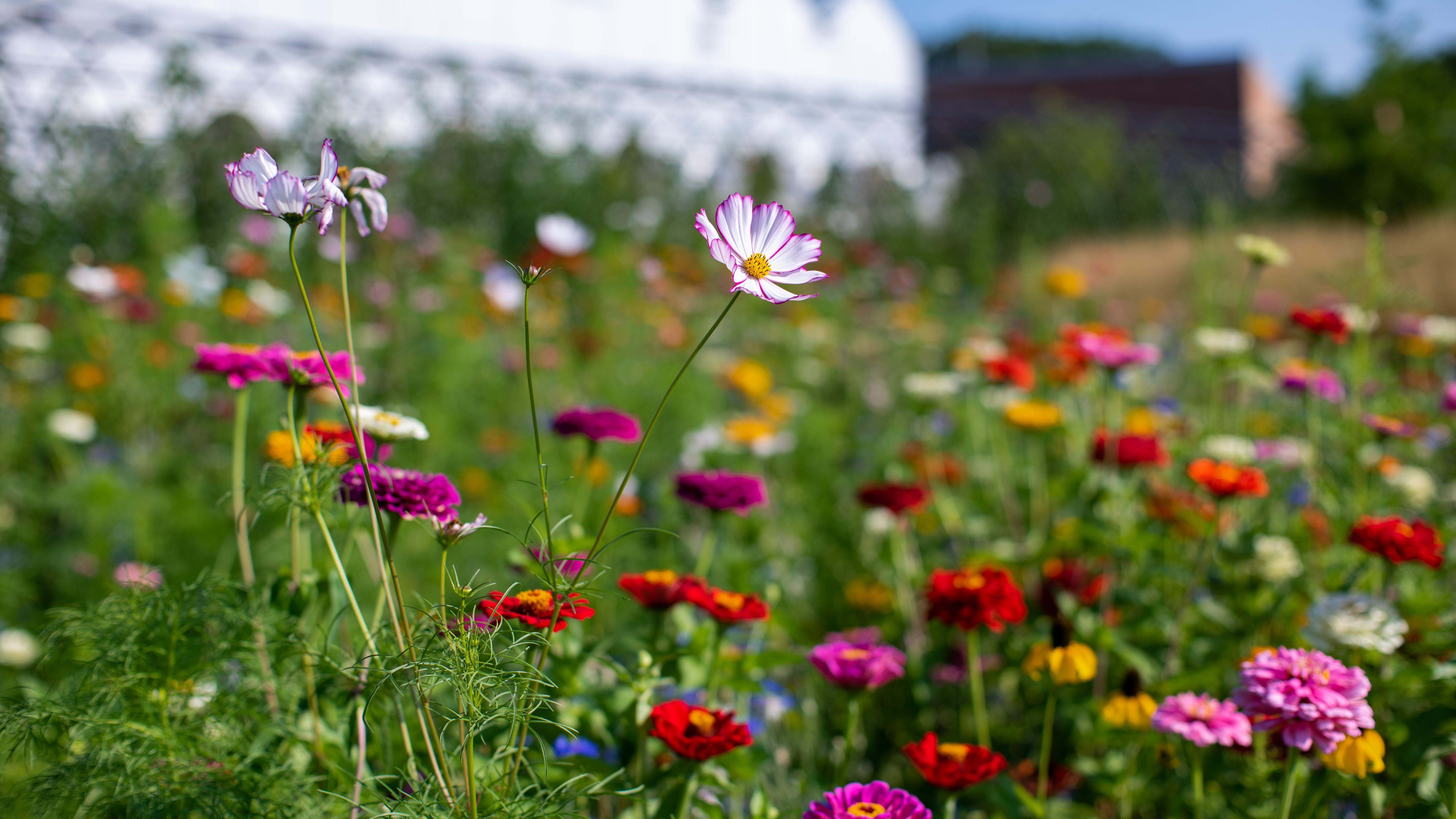The benefits to cutting the tips of your flowers