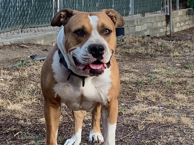 Darla, a three and a half year dog up for adoption through ARE Animal Rescue in Hemet