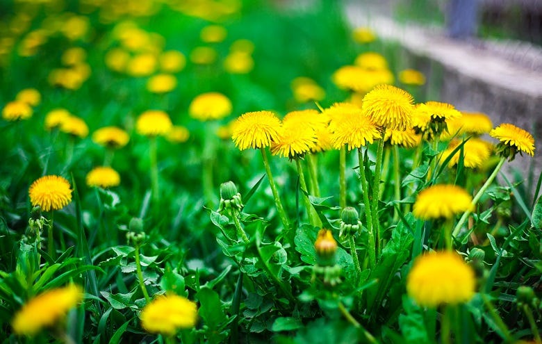 Dandelions