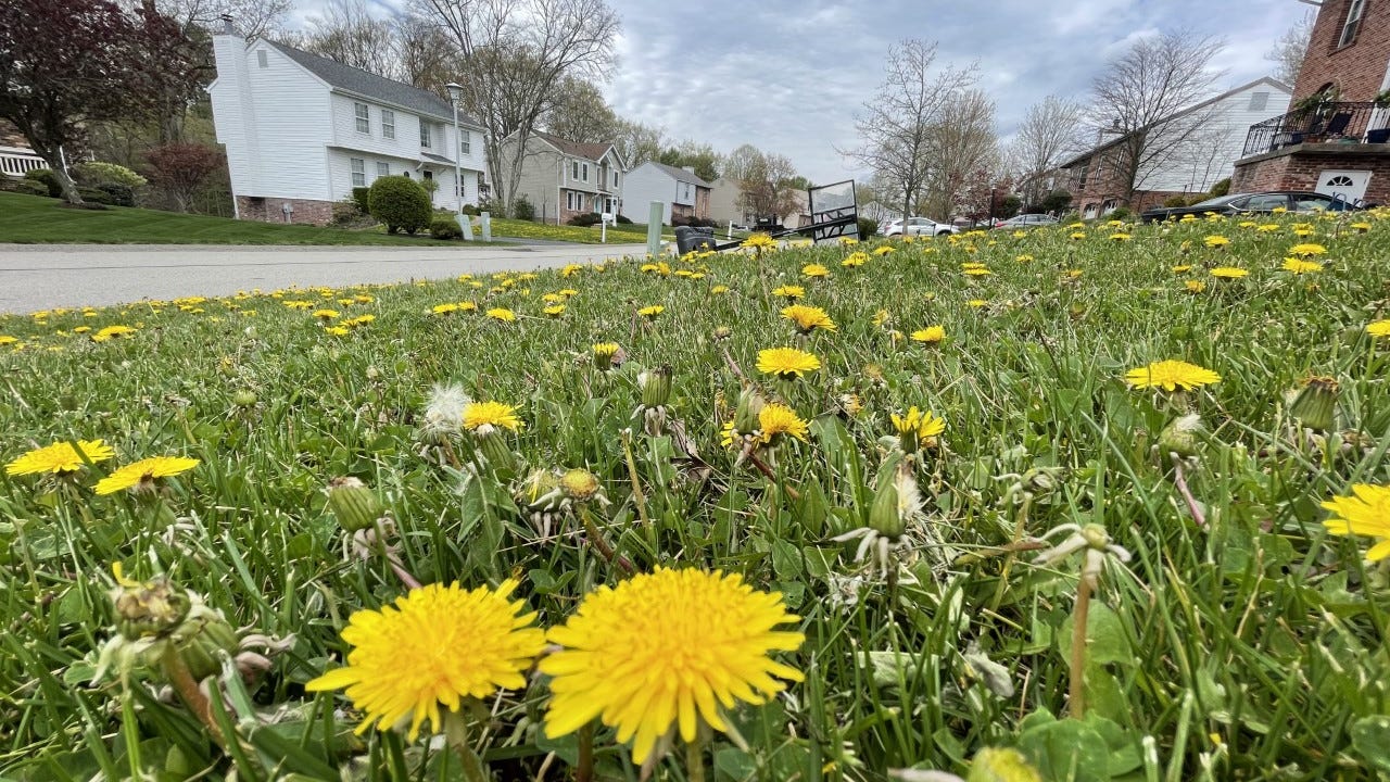 Don't get rid of those dandelions, eat them instead!