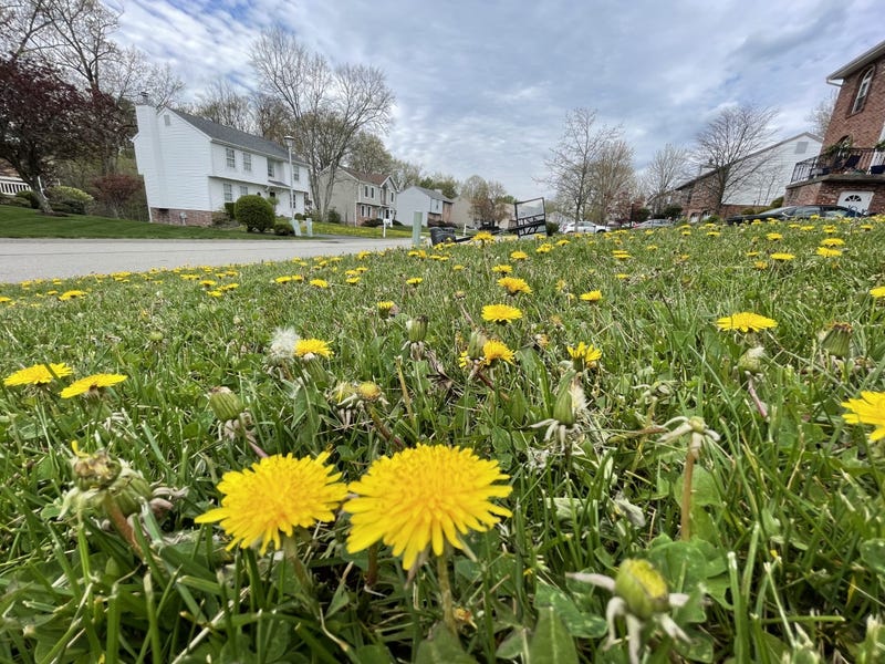 Dandelions 