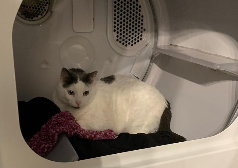 Rock's cat Dave in the dryer