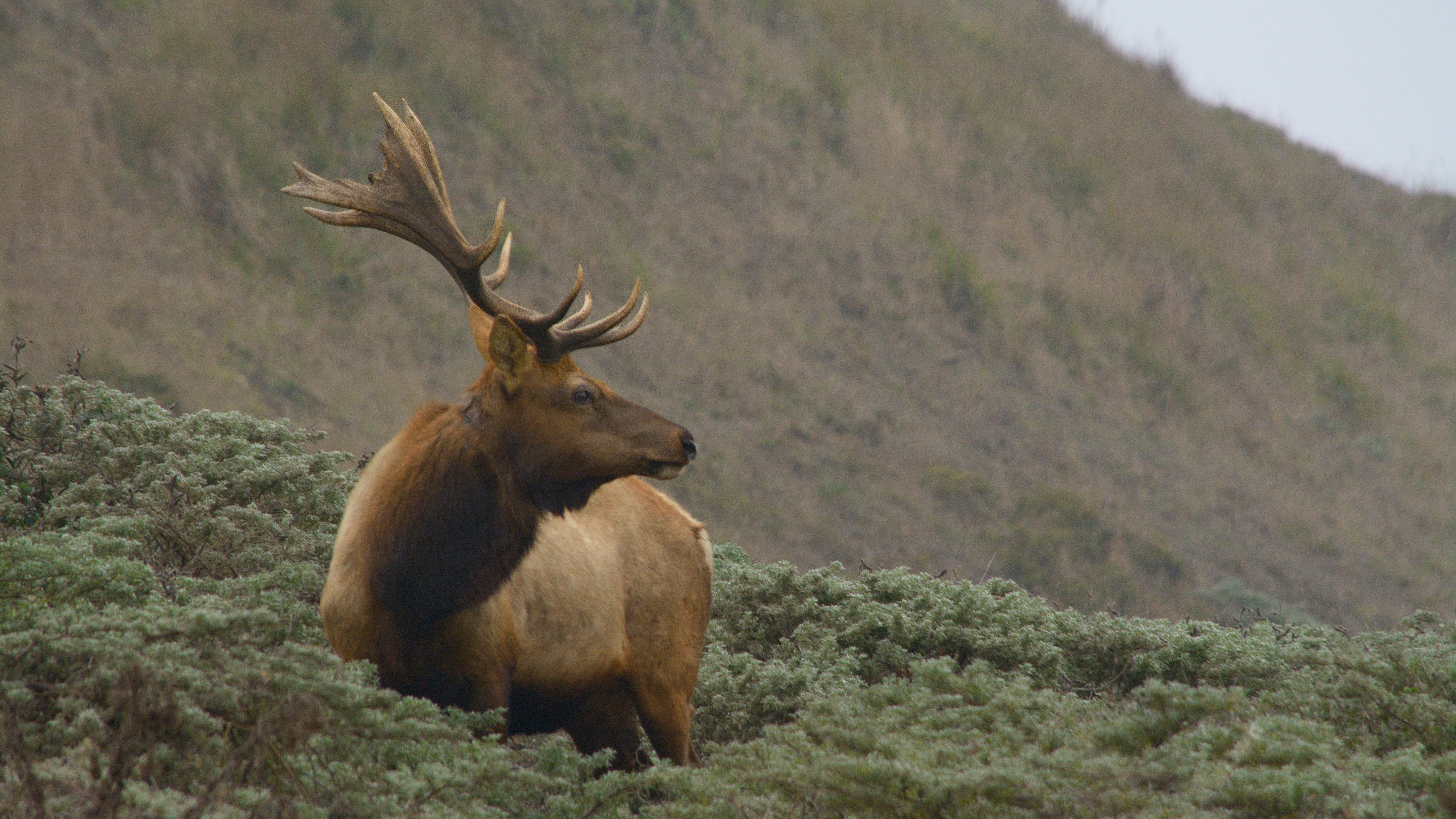 Water trucked to Point Reyes Tule elk to prevent dehydration