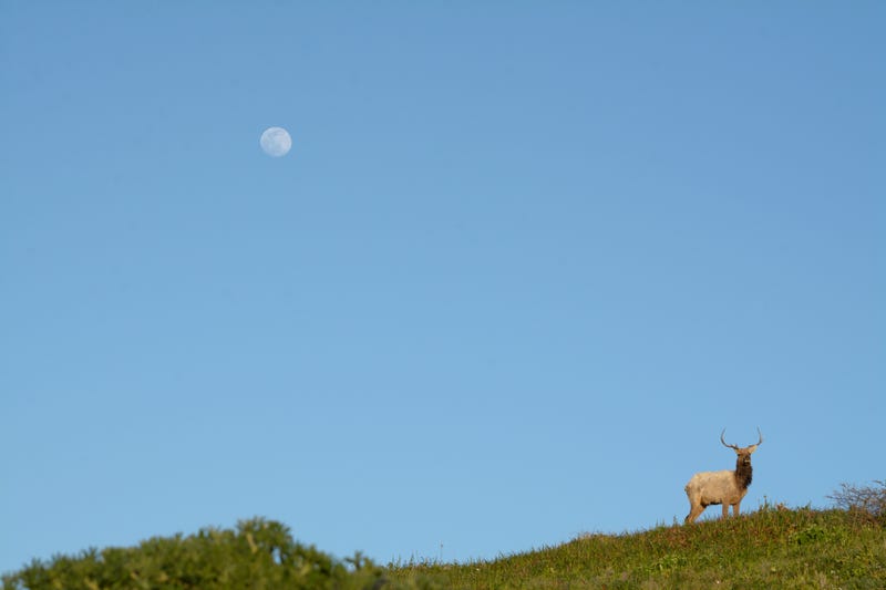 Tule elk at the Point Reyes National Seashore.