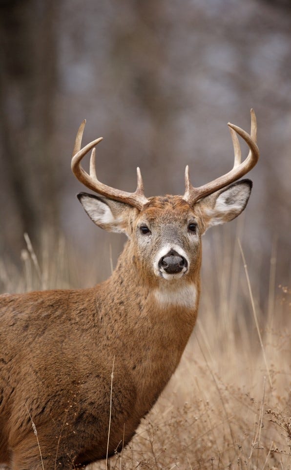 deer die-off