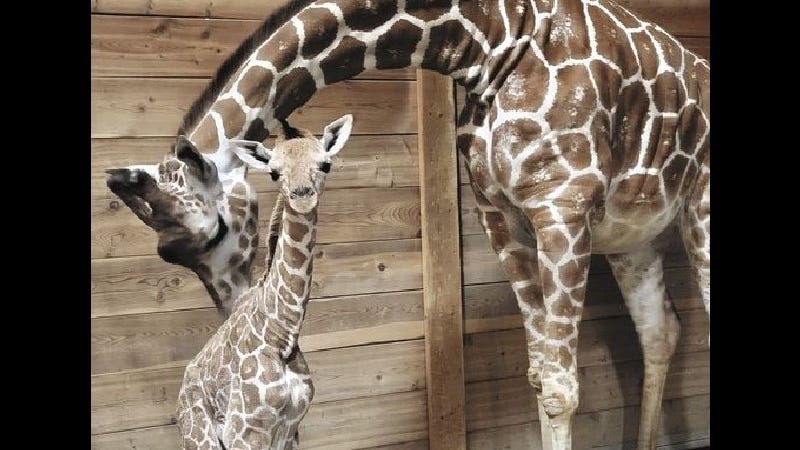 Giraffe gives birth to calf at Detroit Zoo; Baby 'off to a healthy start' after struggling to feed