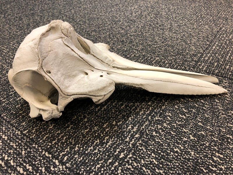 Finding prohibited items in luggage isn't a few story, but federal agents said they confiscated a rather unusual find after inspecting international baggage at Detroit Metropolitan Airport last week.