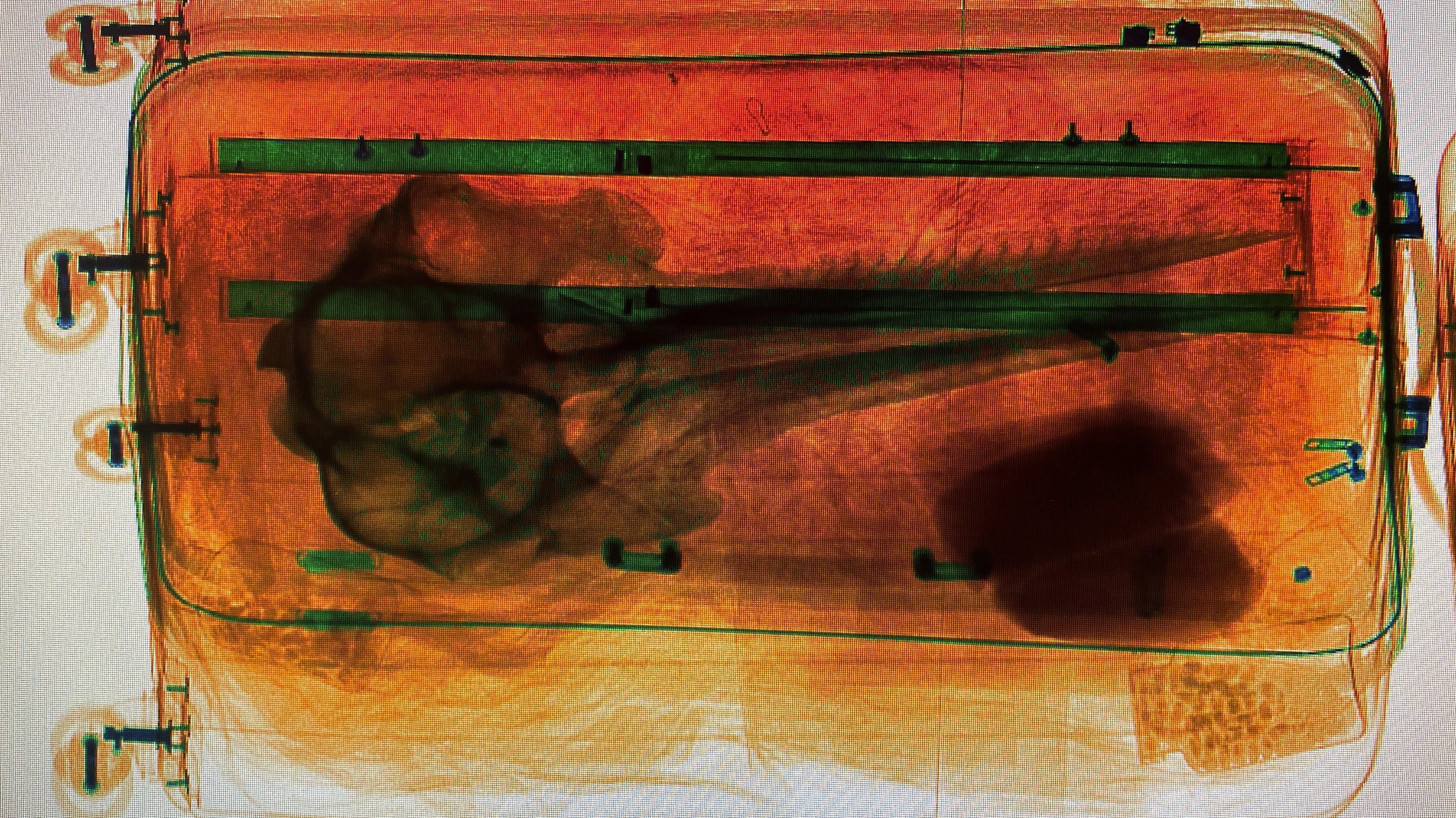 Something's fishy: Agents at Detroit Metro discover dolphin skull in luggage