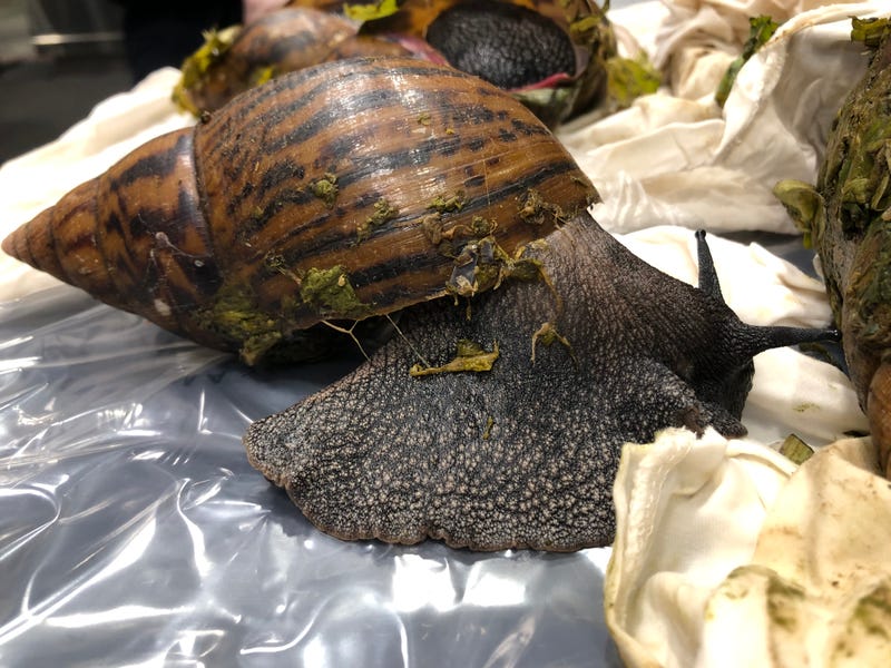 snails seized at Detroit Metro