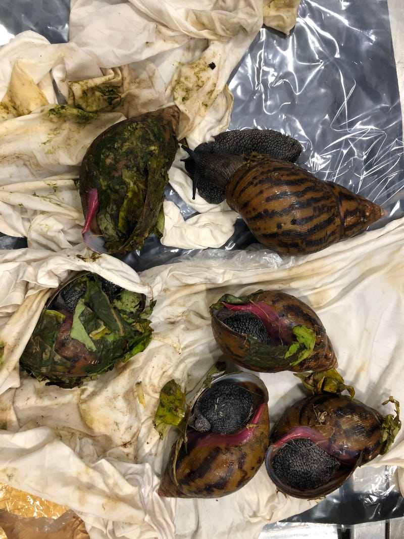 Giant African snails seized at Metro Airport